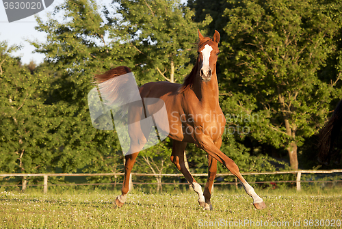 Image of young horse trotting on pasture