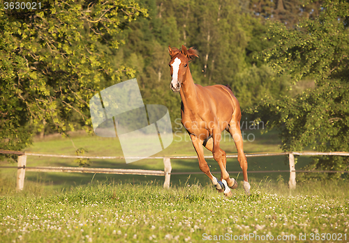 Image of young mare gallops on pasture