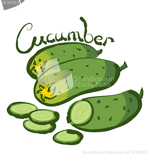 Image of Vector ?ucumber