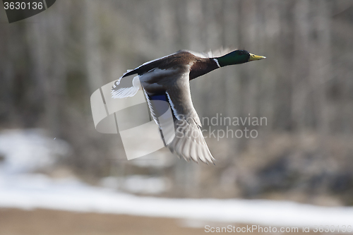 Image of flyng mallard