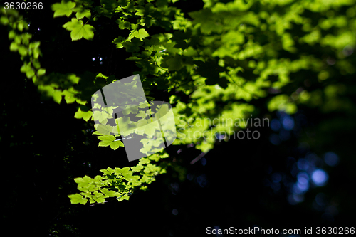 Image of Tree branch in a forest in Denmark