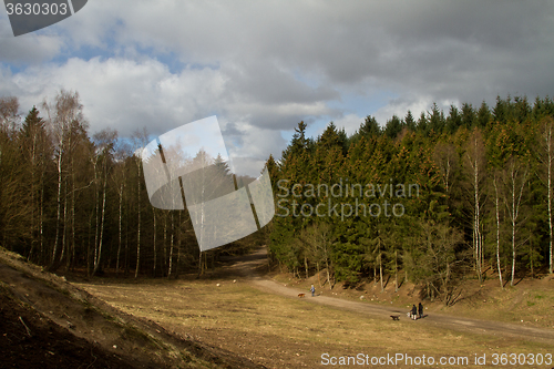 Image of Forest