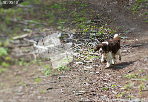 Image of Dog in a  forest in Denmark