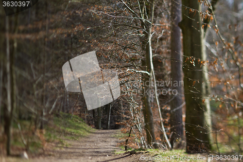Image of Forest