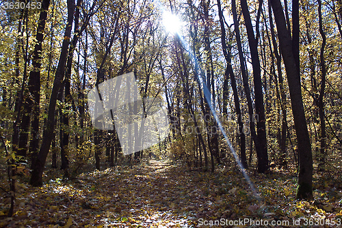 Image of forest path