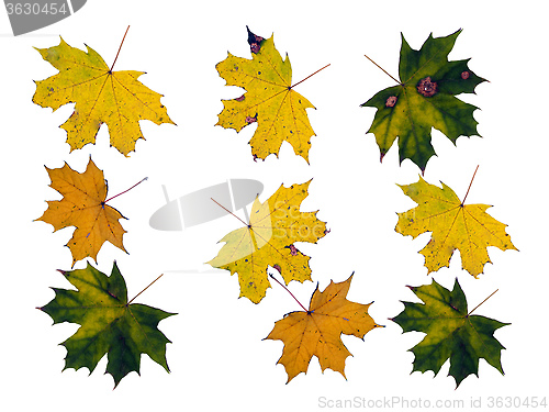 Image of maple tree leaves