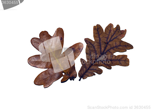 Image of oak leaves