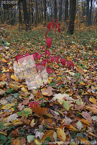 Image of small tree with red leaves