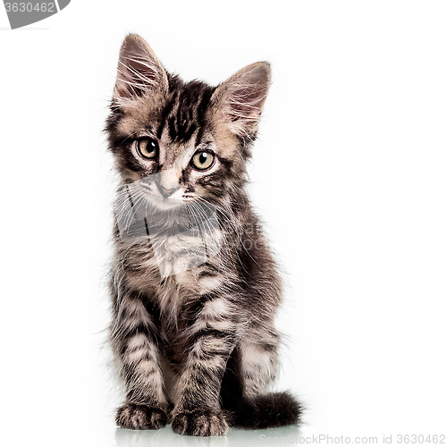 Image of Cute Furry Kitten