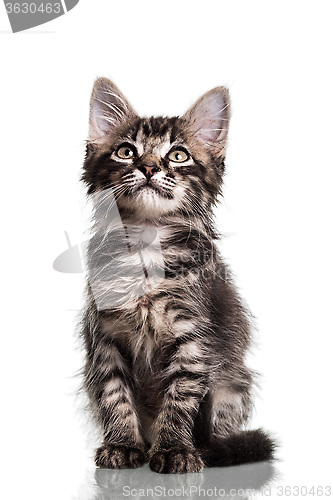 Image of Cute Furry Kitten