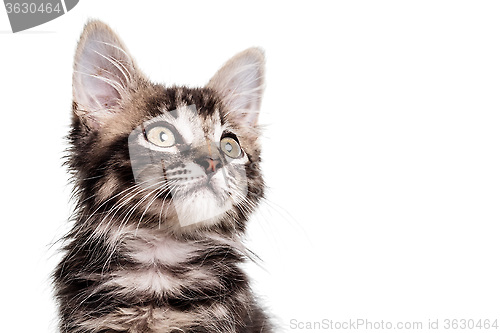 Image of Cute Furry Kitten close up