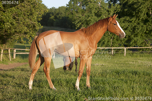 Image of Yearling filly on pasture