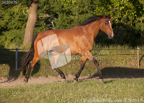 Image of Holsteiner broodmare on pasture