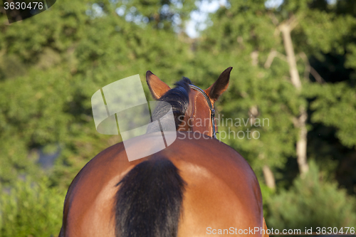 Image of Horse from behind