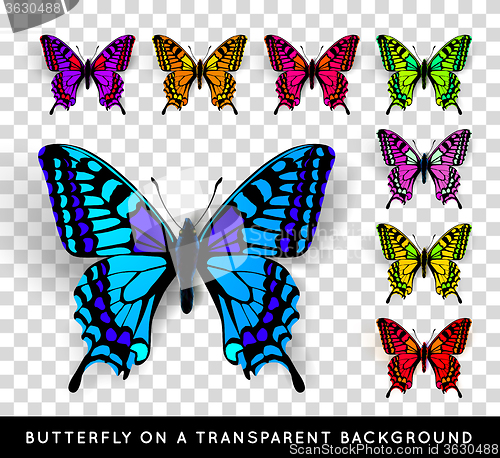 Image of Realistic butterfly on transparent background