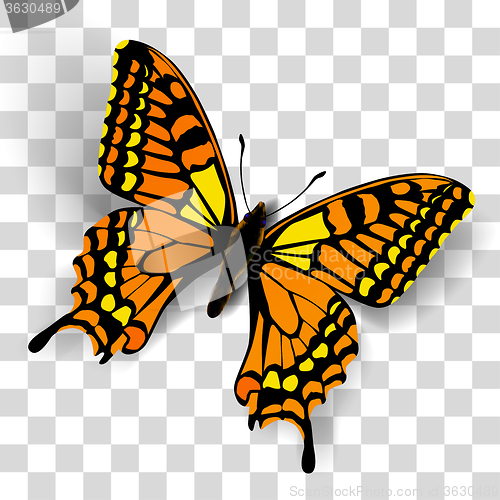 Image of Realistic butterfly on transparent background