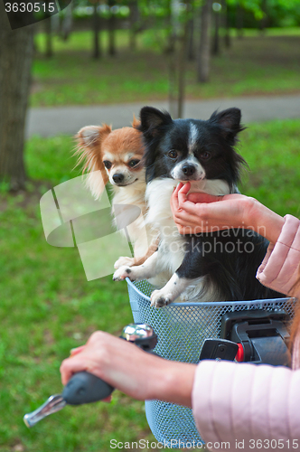 Image of bicycle walking with dogs