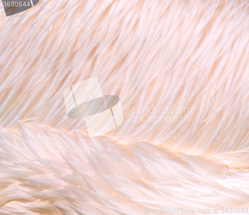 Image of Bird feathers