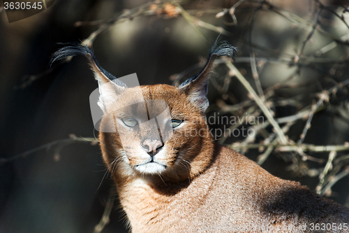 Image of Caracal