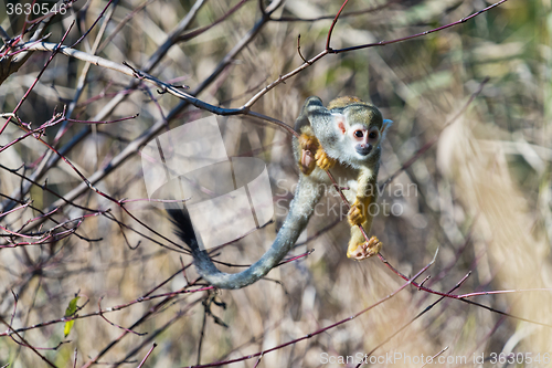 Image of Common squirrel monkey