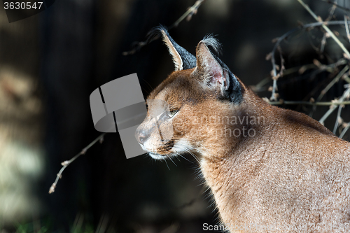 Image of Caracal