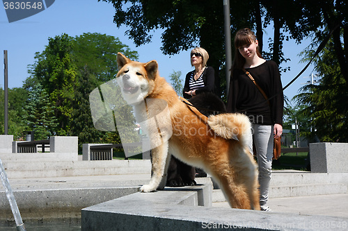 Image of Akita and girl