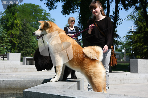 Image of Thirsty dogs