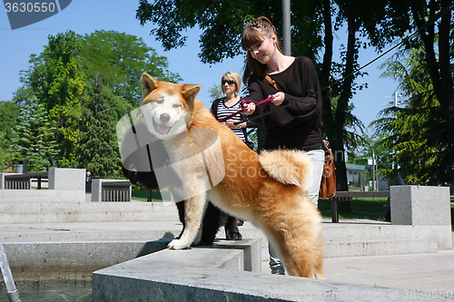 Image of Thirsty dogs