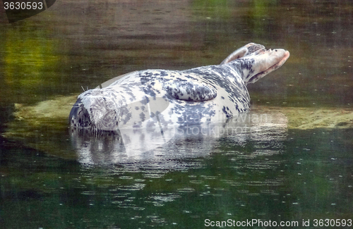 Image of Pinniped