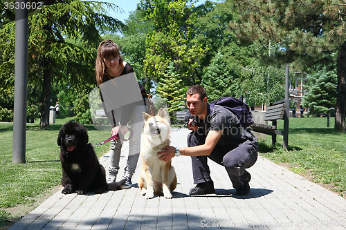 Image of Posing dogs