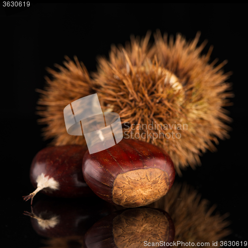 Image of Chestnuts on a black reflective background