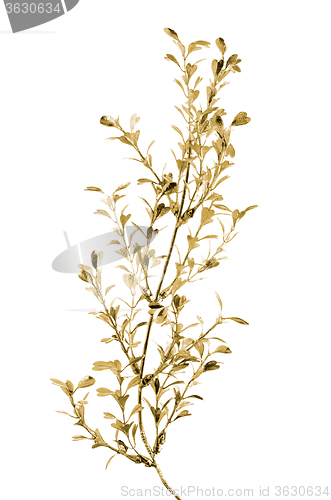 Image of Golden Christmas decoration branches