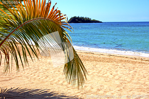 Image of beautiful andilana beach seaweed in indian ocean leaf