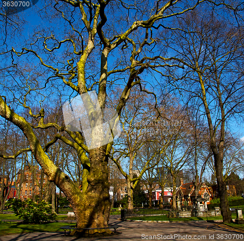 Image of park in london spring sky and old dead tree 