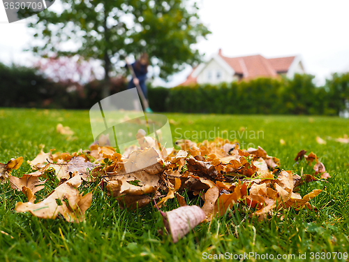 Image of Female person raking green grass from brown leaves at autumn