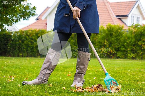 Image of Female person raking green grass from brown leaves at autumn in 