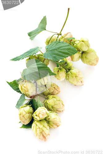 Image of Hop cones.