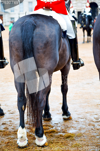 Image of in london england horse  cavalry for    the queen