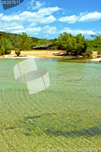 Image of lagoon  beach seaweed in nosy be indian 