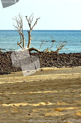 Image of  dead tree  seaweed   indian     sand isle  sky  