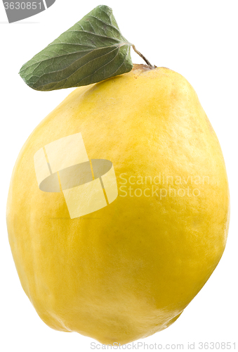 Image of Quince Cutout