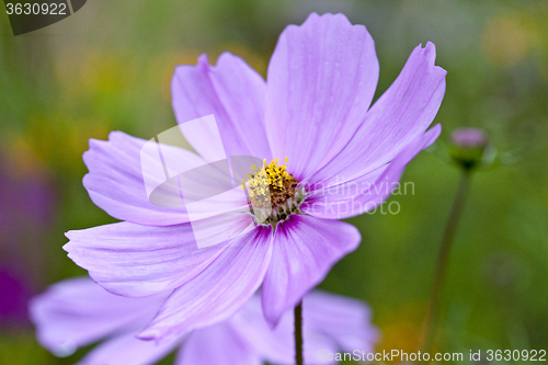 Image of Close Up Flowers