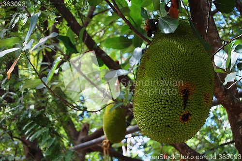 Image of jackfruit