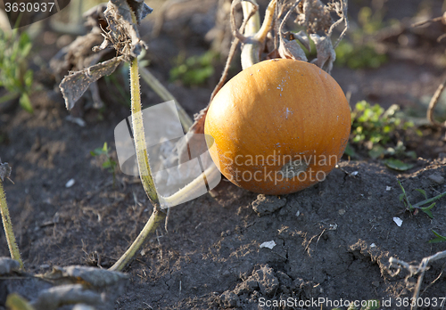 Image of Pumpkin in Patch