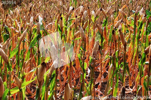 Image of cornfield