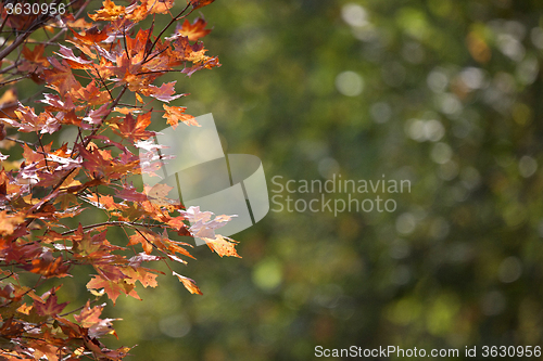 Image of Autumn Leaves Sugar Maple