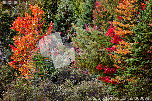 Image of Algonquin Park Muskoka Ontario