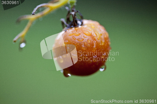 Image of Tomato on the vine