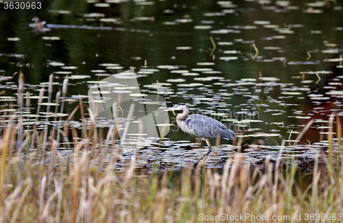 Image of Algonquin Park Muskoka Ontario