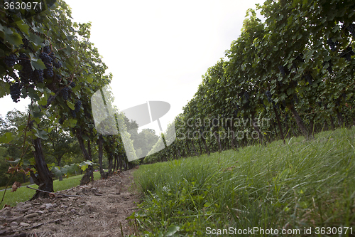 Image of Niagara on the Lake Vineyard